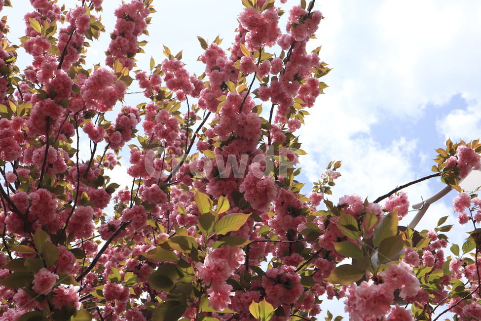 겹벚꽃,꽃,벚꽃,분홍색,봄,자연,식물,spring,pink,flower