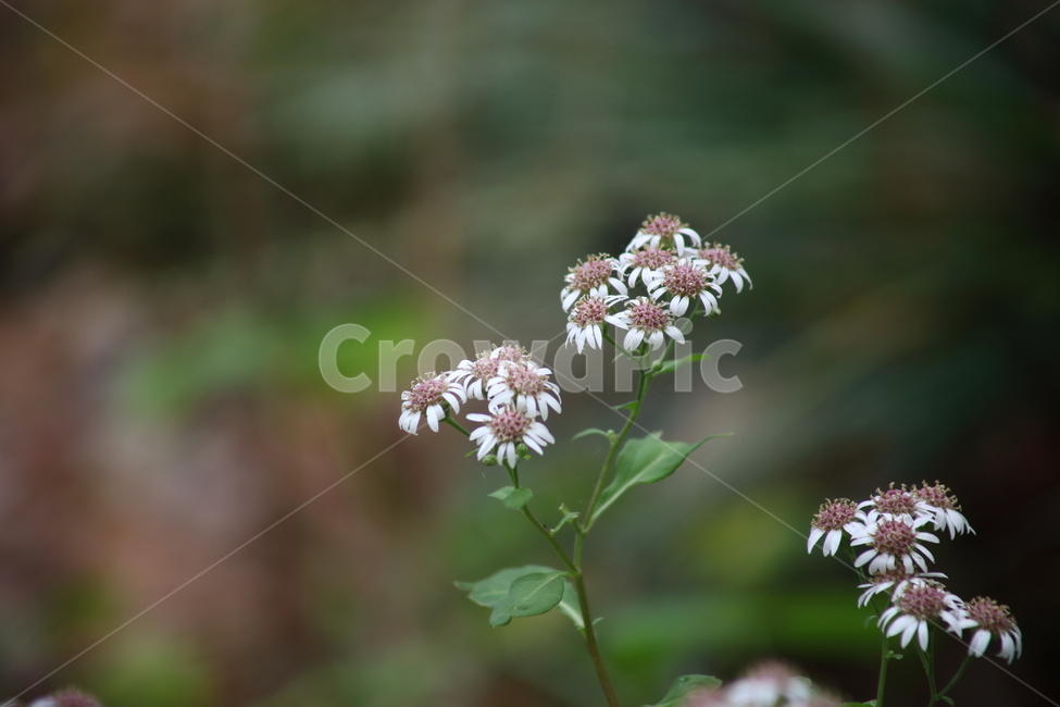 섬쑥부쟁이,식물,가을꽃,야생화,ulleungdoaster,식물,자연,plants,nature,꽃,flower