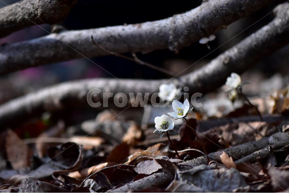 변산바람꽃,2018년,3월,야생화,꽃,생태,식물,자연,들꽃,산꽃,봄,감성,힐링,플라워,계절,시즌,wild,Flower,plants,nature,spring,season,배경,나무,목본,풀,초본,미나리아재비과,너도바람꽃속,flower,생태사진,봄꽃,변산,원조,자생지,오리지널,봄,계절,spring,season,식물,자연,plants,nature,꽃,flower,plant