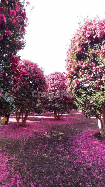flower,winterflower,camellia,jeju,제주도,동백꽃,꽃,동백,위미리동백군락지,식물,자연,plants,nature,꽃,flower,나무,trees,wood