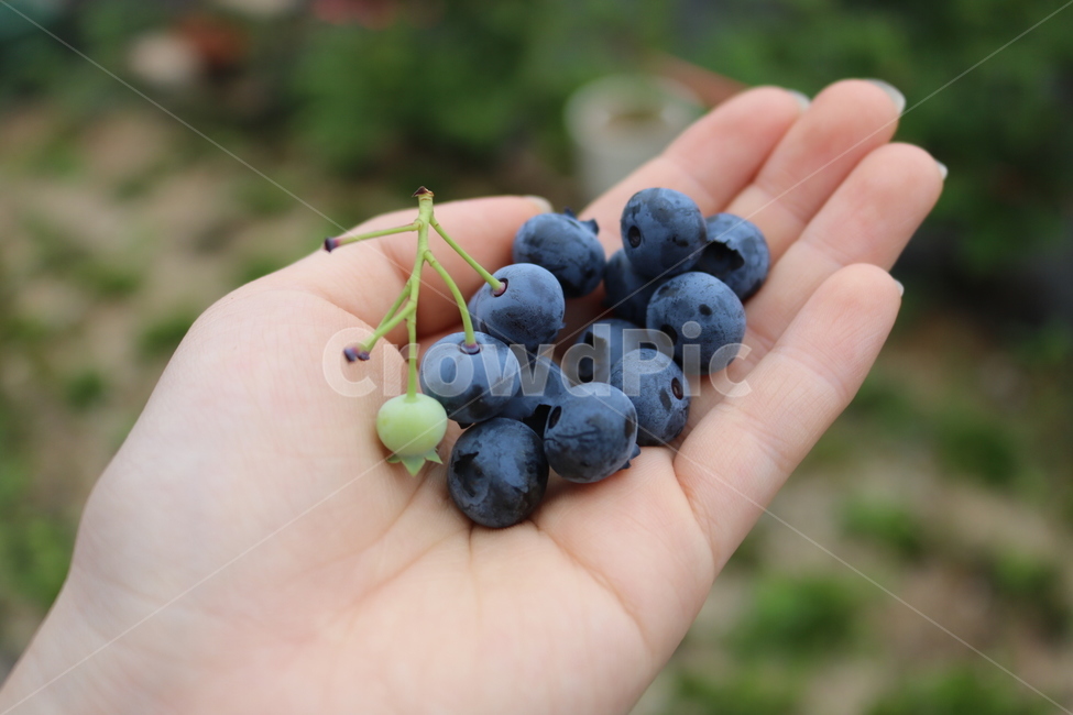 블루베리,손,열매,과일,영롱,과일,열매,fruit