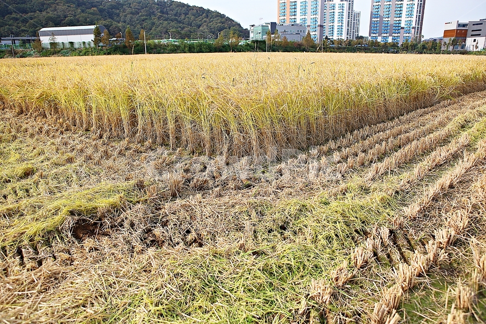 벼,추수,수확,결실,쌀,곡식,자연,풍경,식물,음식,식재료,짚,농업,농사,농촌,곡류,곡식,cereals,농업,농사,agriculture,farming,farming industry