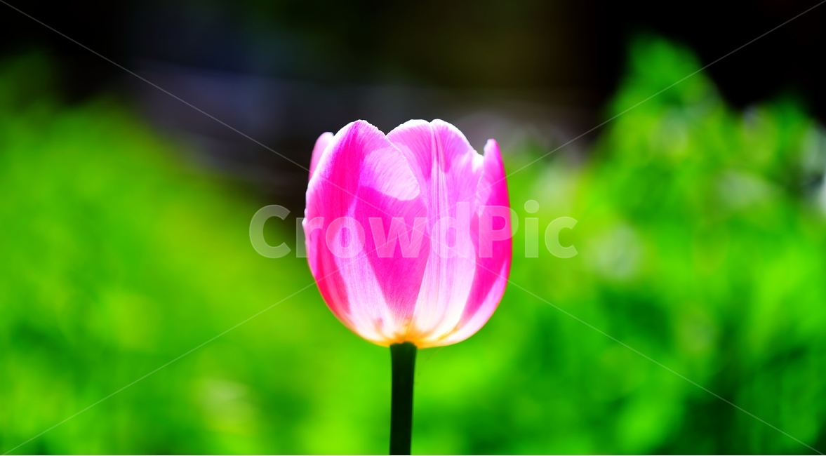 꽃,봄,한택식물원,튜립,식물원,식물,자연,plants,nature,꽃,flower