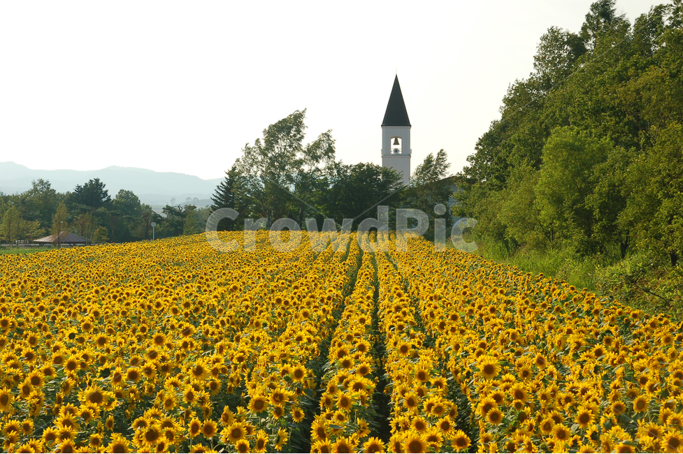 해바라기,해바라기꽃,해바라기밭,꽃,꽃밭,풍경,교회,종,교회종,북해도,홋카이도,자연,풍경,nature,landscape,해외,외국,세계,foreign,oversea,world,세계자연풍경,해외자연풍경,외국자연풍경,world nature landscape,field,들
