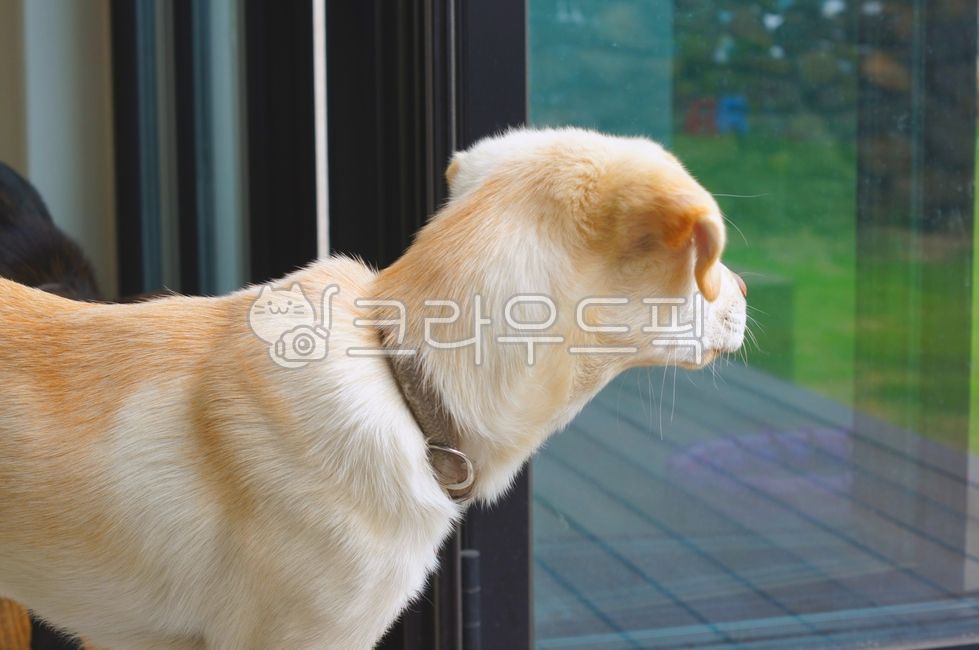 labradorretriever,Pets,mammal,animal,labrador retriever,dog,mammalia,pet