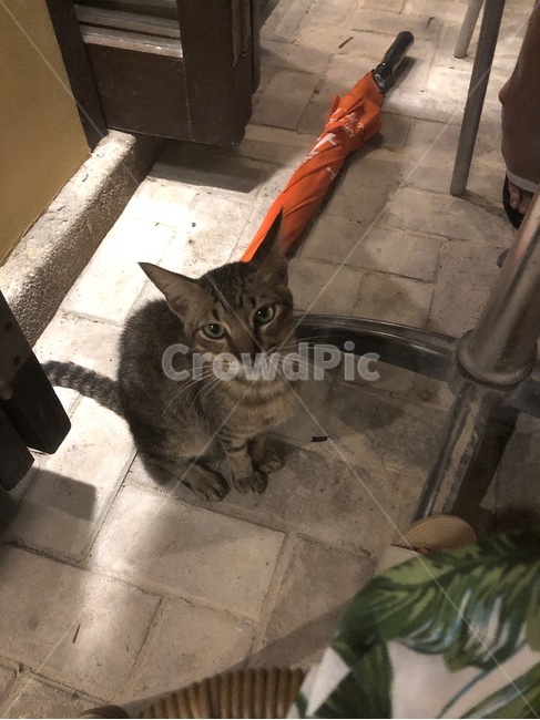 고양이,개냥이,친화력갑,cat,cute,귀여움
