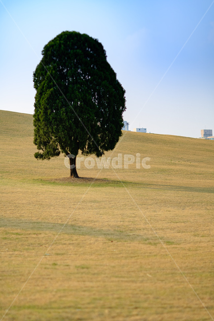 나무,평원,언덕,한그루,자연,자연,풍경,nature,landscape,식물,plants,나무,trees,wood,tree,plant