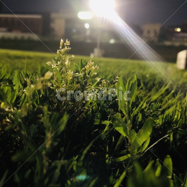 식물,잔디,빛,풍경,새싹