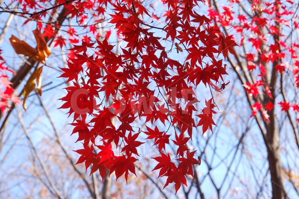 단풍,가을,나뭇잎,자연,빨강,빨간색,배경,백그라운드,식물,나무,단풍나무,가을,계절,fall,autumn,season,식물,자연,plants,nature,leaf,잎,plant,tree,maple