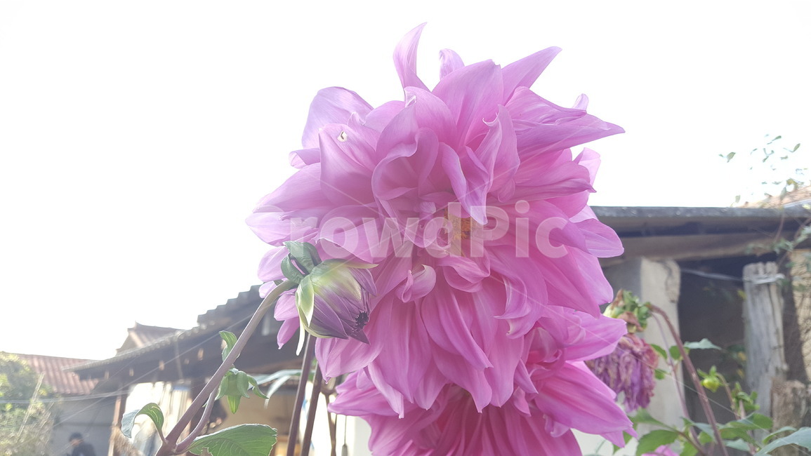 꽃,자연,예쁜꽃,아름다움,식물,식물,자연,plants,nature,꽃,flower