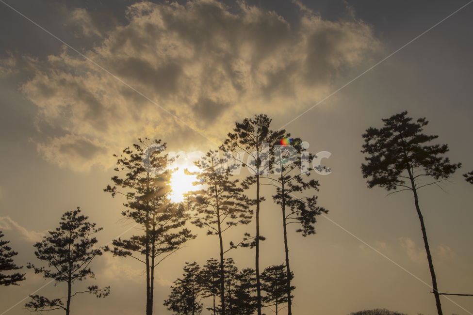 나무,풍경,자연,해,감성,햇살,감성사진,자연,풍경,nature,landscape,light,빛,flare,플레어,outdoors,옥외,sunlight,햇빛