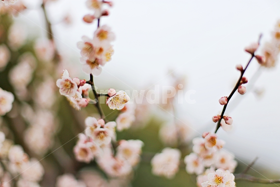 하동,hadong,매화,매화축제,매화꽃,꽃,flower,봄,계절,spring,season,식물,자연,plants,nature,꽃,flower,plant