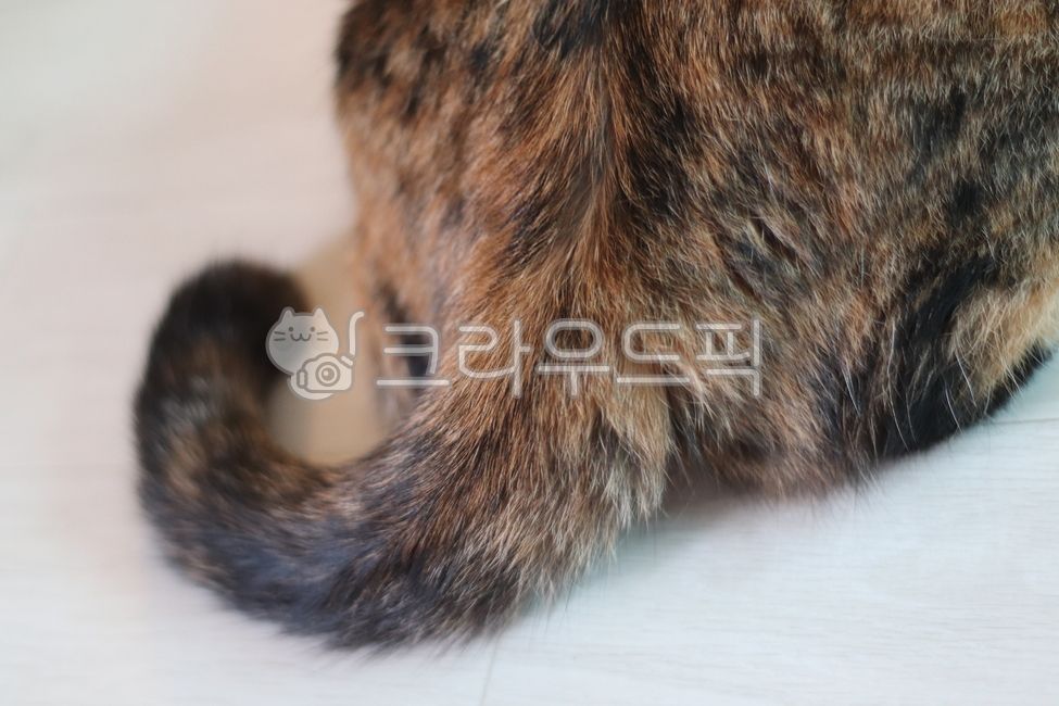 고양이,cat,카오스,뚱냥이,집고양이,코리안숏헤어,koreanshorthair,아수라,삼색이