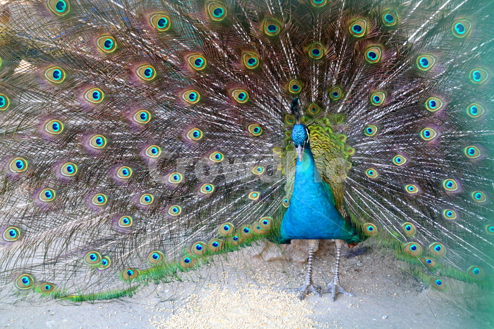 새,조류,공작,공작새,꿩과,동물,동물,animal,조류,새,birds