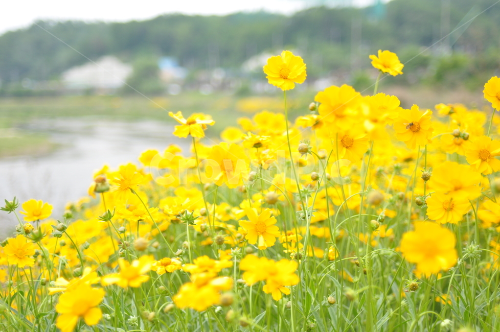 꽃,노랑,풍경,봄풍경,봄,봄,계절,spring,season,식물,자연,plants,nature,꽃,flower,grassland,목초지,outdoors,옥외,field,들,farm,농장,rural,농촌,meadow