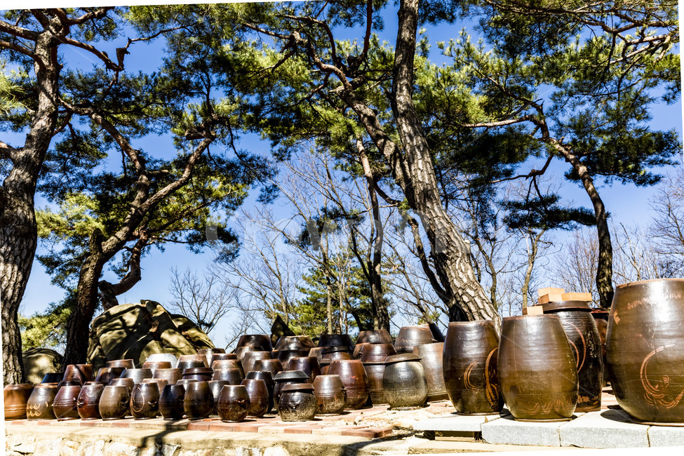 장독대,장독,항아리,독,옹기,감성,소나무