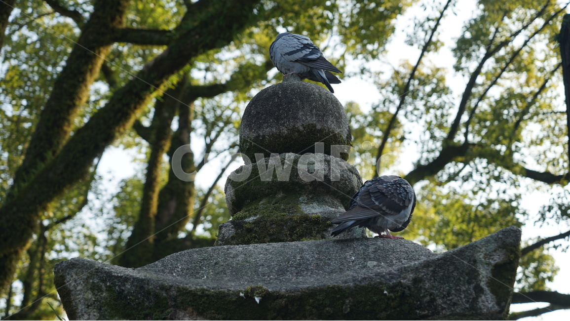 일본,다자이후,일본여행,일본신사,비둘기,조각상,동상,석상,조형물,statue,bronze statue,stone statue,동물,animal,조류,새,birds,종교,신앙,religion,belief,faith