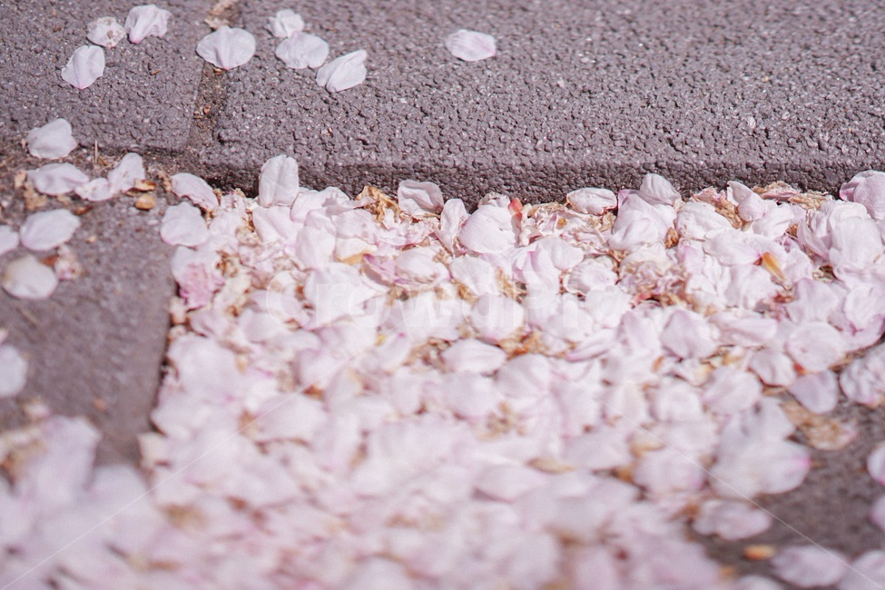 벚꽃,봄,spring,꽃,사쿠라,꽃비,꽃잎,봄,계절,spring,season,꽃,flower