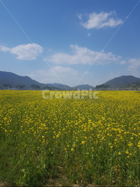 풍경,하늘,유채꽃,꽃밭,봄,꽃,봄,계절,spring,season,자연,풍경,nature,landscape,grassland,목초지,field,들,outdoors,옥외