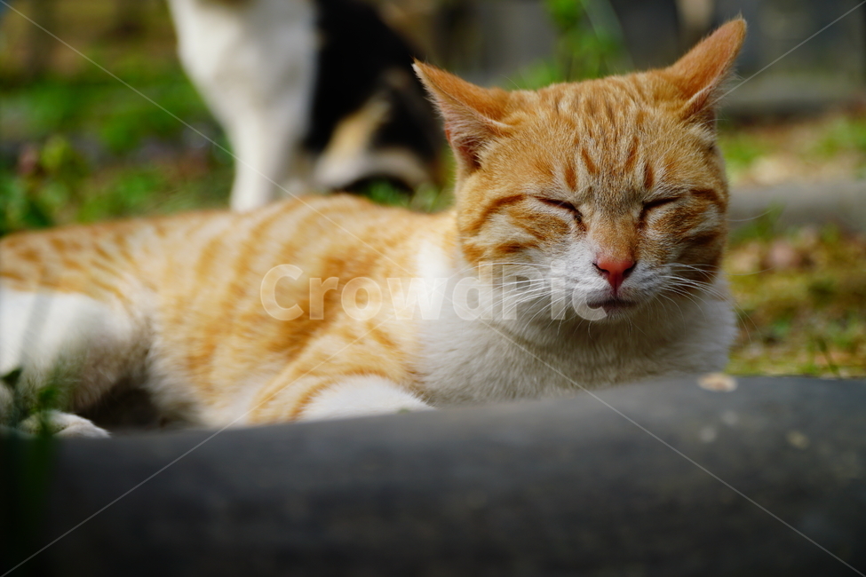 고양이,길고양이,동물,포유류,cat,animal,야옹,냐옹,야옹이,냐옹이,삼색고양이,4월,봄,april,spring,풍경,landscape,alleycat,짐승,식물,꽃밭,화단,동물,animal,포유류,mammal,고양이,cat,kitten,kitty