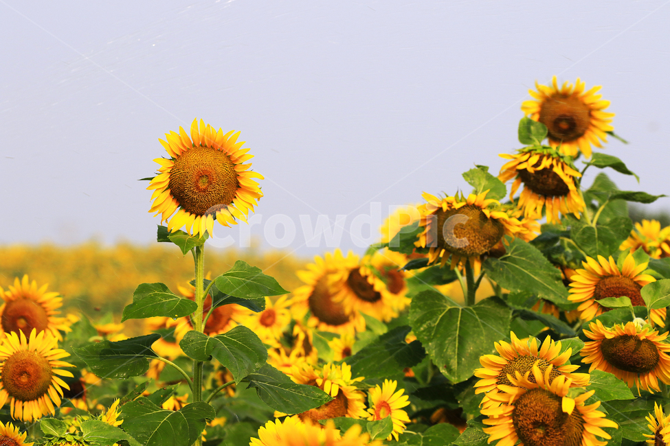해바라기,정열,태양,사랑,그리움,식물,자연,plants,nature,꽃,flower