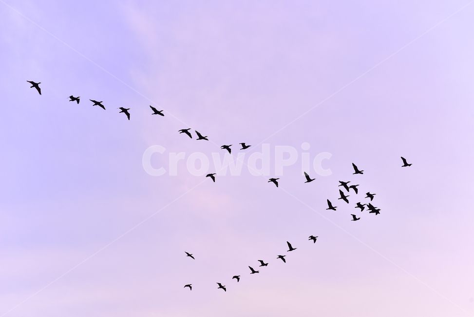 새,bird,나는,flying,동물,animal,해질녘,하늘,야외,공중,옥외,outdoor,색감,색상,철새,기러기,무리,대열,background,배경,바탕,백그라운드