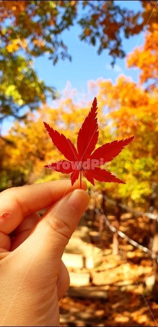 산,단풍,하늘,fall,가을,계절,autumn,season,낙엽