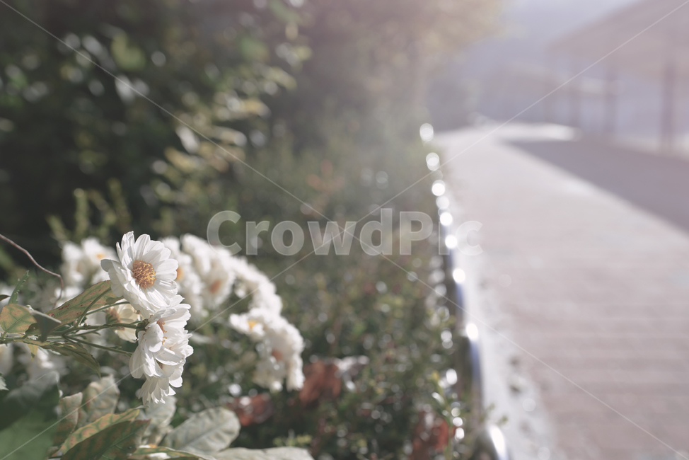 plant,식물,꽃,플라워,국화,가을,게절,빛,생명,생물,식물,자연,plants,nature,꽃,flower