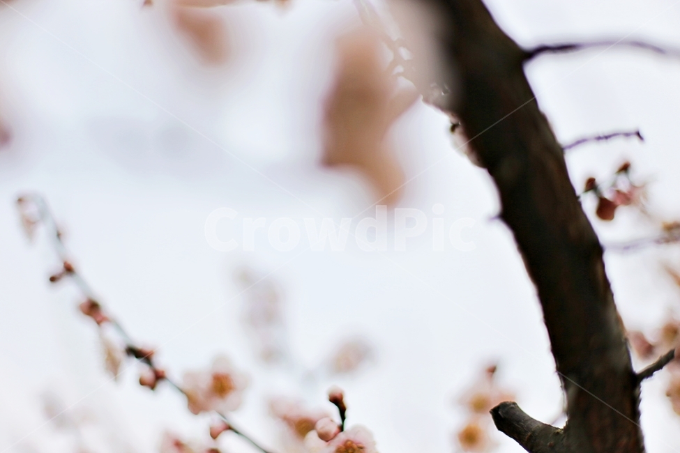 매화마을,매화꽃,매화,매화축제,하동,hadong,flower,꽃,봄,계절,spring,season,식물,자연,plants,nature,꽃,flower