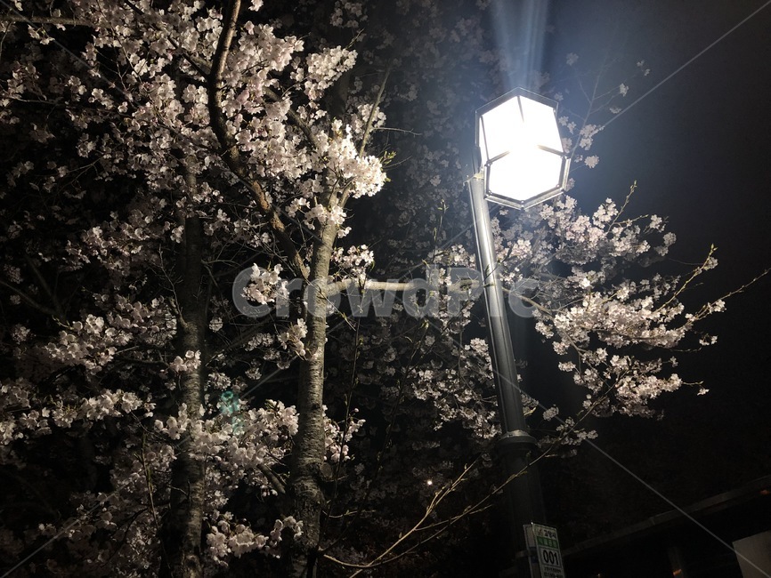 밤,한국,벚꽃,꽃,풍동,풍경,봄,계절,spring,season,야경,밤,풍경,nightscape,night,landscape,blossom,cherry blossom,flower,plant,식물