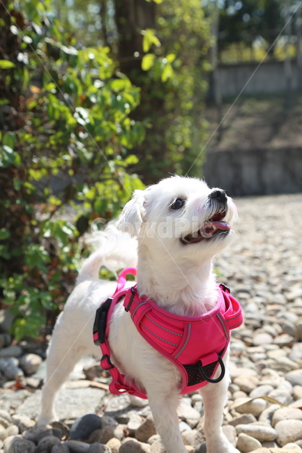동물,강아지,산책,애견,말티즈,나들이,개,pet,잠자는강아지,animal,동물,animal,포유류,mammal,개,강아지,dog,doggy