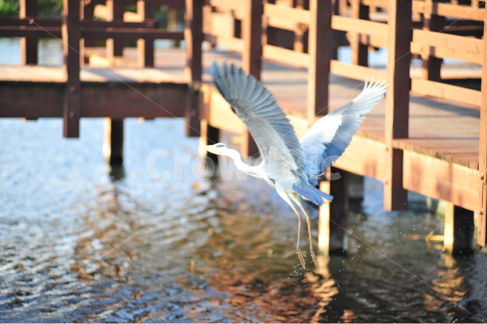 봄,배경,자연,새,물,동물,animal,조류,새,birds