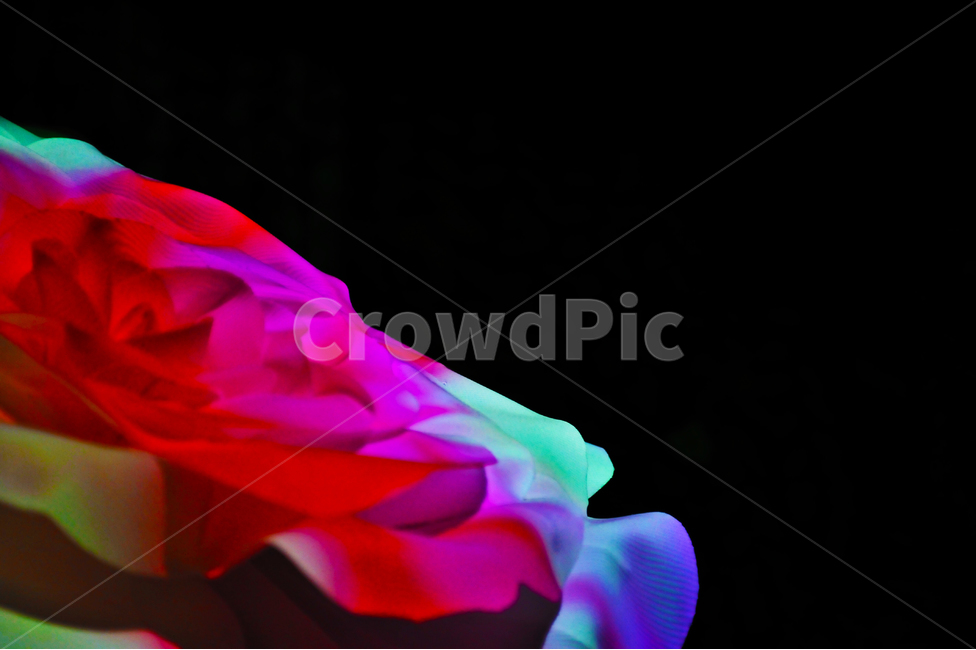 꽃,색감,붉은,장미,조명,led,꽃,flower,누끼,remove background