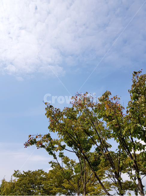 nature,자연,azuresky,푸른하늘,sky,outdoors,하늘,옥외,가을하늘,tree,나무,plant,식물,자연,풍경,nature,landscape