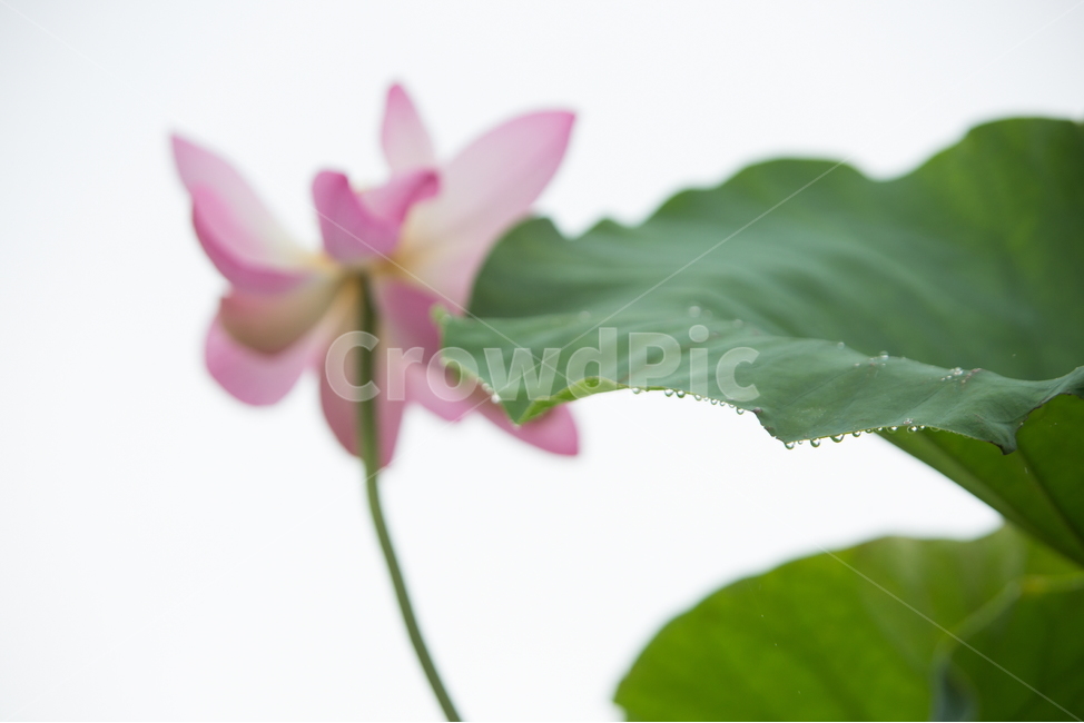 연꽃,꽃,여름꽃,식물,lotus,flower,식물,자연,plants,nature,꽃,flower,비,비오는날,rain,rainy