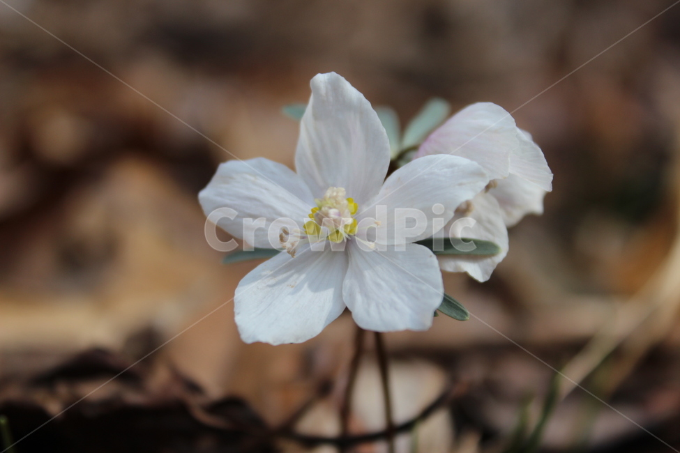 꽃,봄,야생화,변산바람꽃,흰색,식물,자연,plants,nature,꽃,flower