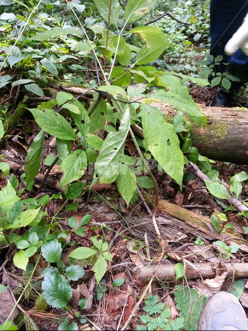 자연,산,식물,삼,장뇌삼