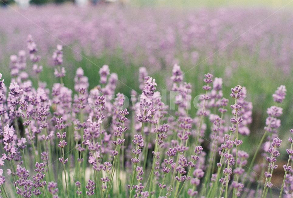 라벤더,lavender,보라색,꽃,허브,라벤더팜,flower,purple,herb,봄,식물,자연,plants,nature,꽃,flower