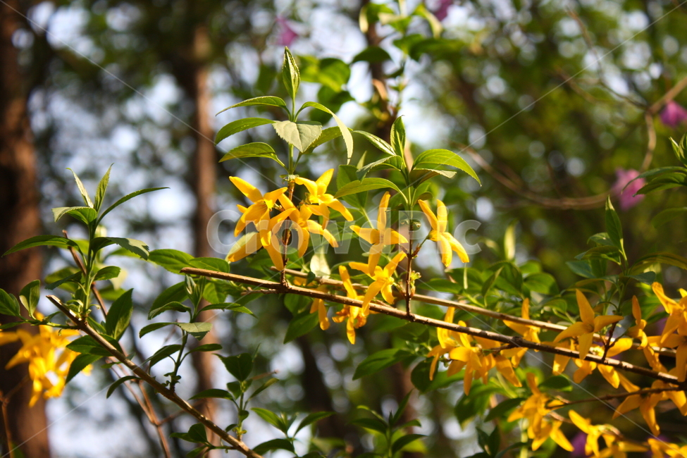 식물,꽃,plant,flower,blossom,개나리,식물,자연,plants,nature,꽃,flower