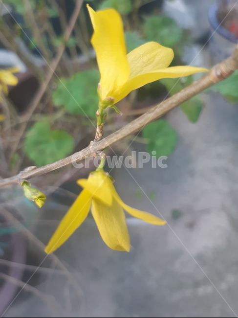 flower,꽃,blossom,식물,plant,개나리,노랑,노란꽃,봄,봄꽃,봄이오는소식,노란색