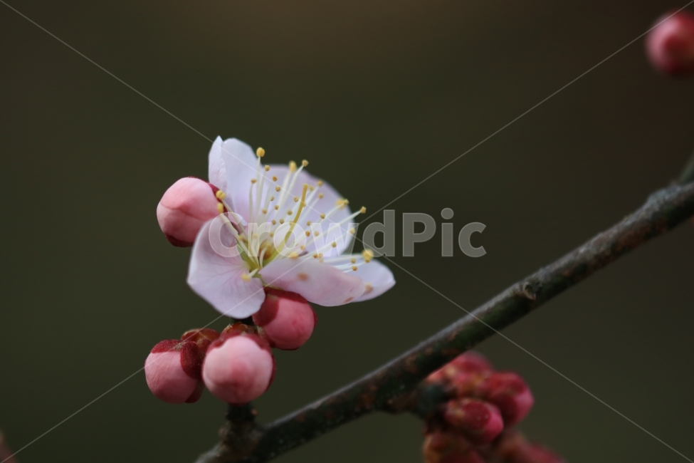 매화,꽃,매실꽃,봄,봄꽃,풍경,접사,식물,자연,plants,nature,꽃,flower