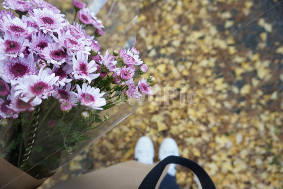 꽃,blossom,flower,식물,plant,꽃,flower