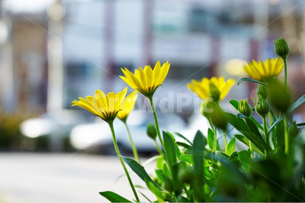 bloom,colorful,floral,flower,gardenflowers,happymind,life,nature,plant,spring,봄,정원,가드닝,원예,원예식물,화려,식물,꽃,garden,scent,healing,노랑,yellow