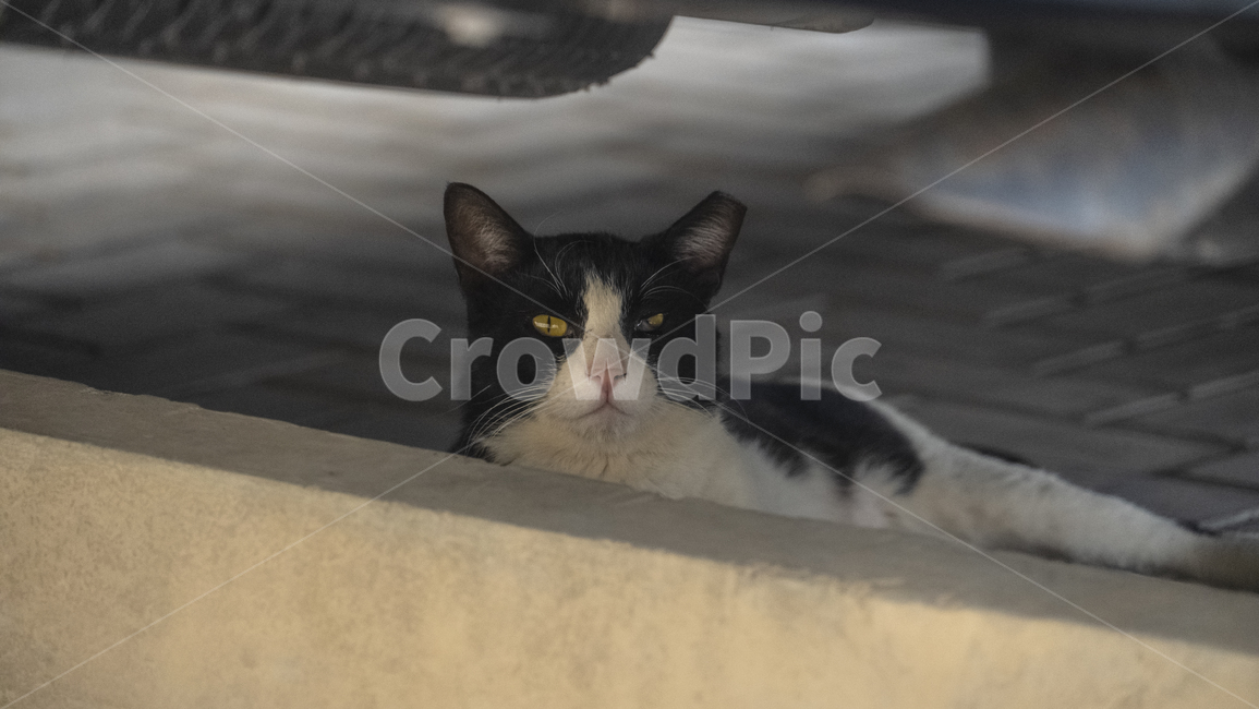 고양이,외국고양이,중동고양이,길고양이,길냥이,cat,동물,animal,포유류,mammal,고양이,cat,kitten,kitty