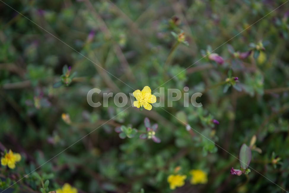 plant,botanical,flower,꽃,식물,식물,자연,plants,nature,꽃,flower