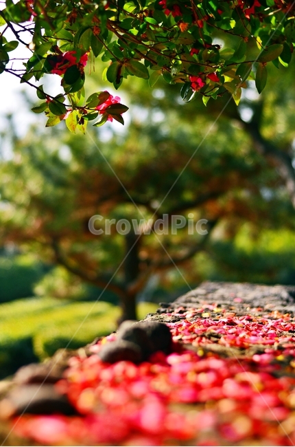 petal,nature,camellia flower,stonewall,flower road,camellia