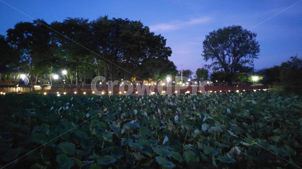 야경,풍경,밤,저녁,자연,자연,풍경,nature,landscape,야경,밤,nightscape,night