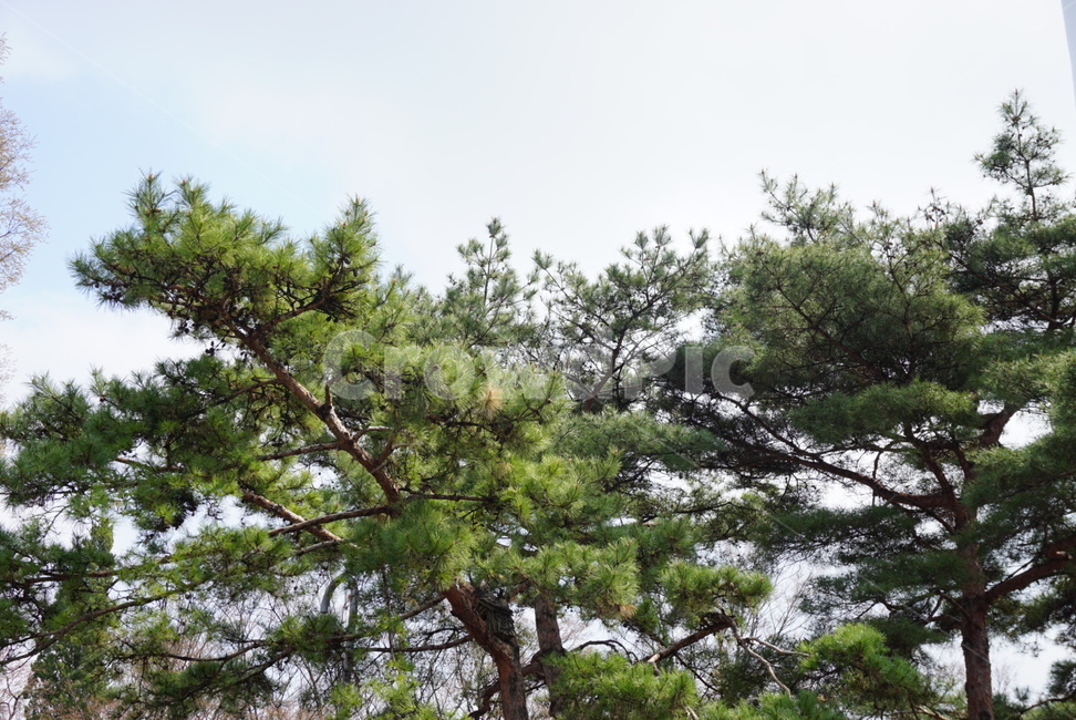 소나무,상록수,침엽수,나무,초록,하늘,나무가지,나무들,배경,자연,식물,풍경,푸른,맑은,엽서,그림,여름,야외,싱그러움