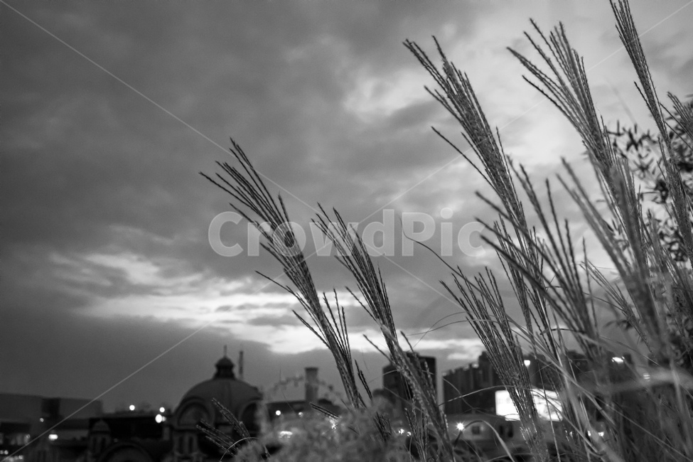 grass,잔디,plant,식물,흑백,가을,하늘,갈대,흑백,모노톤,monochrome,black and white