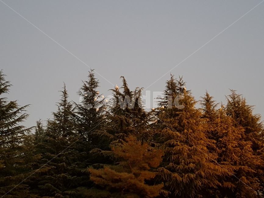 plant,식물,tree,나무,abies,fir,전나무,conifer,구과식물,자연,natural,가을,fall,저녁,풍경,evening,새,bird,나무,trees,wood